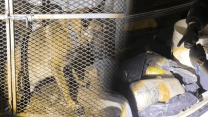 Arama yapılan araçtaki köpeklerin altından uyuşturucu çıktı