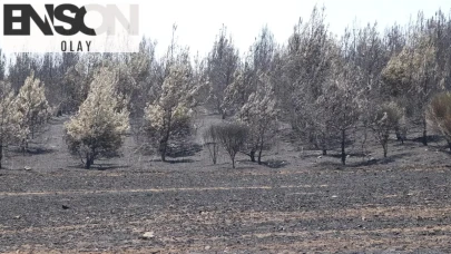 Tekirdağ'daki yangın kontrol altında