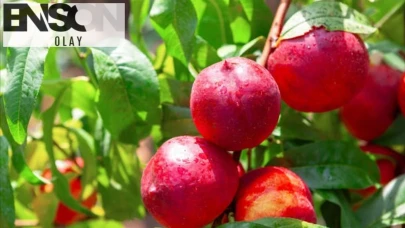Rüyada Şeftali Yemek, Soymak, Vermek Ne Demektir? Hangi Davranışlara İşaret Eder?