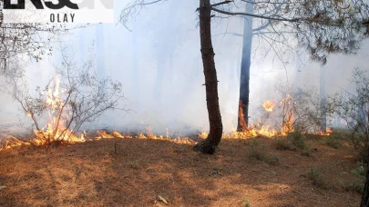 Aydos Ormanı'nda yangın