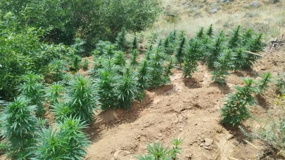 Bingöl’de 2 bin 365 kök kenevir ele geçirildi