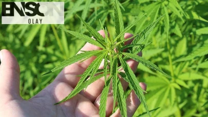 Tıbbi kenevire ilişkin düzenlemenin detayları belli oldu