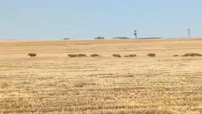 Bismil’de tarlaya giren yaban domuzları kamerada