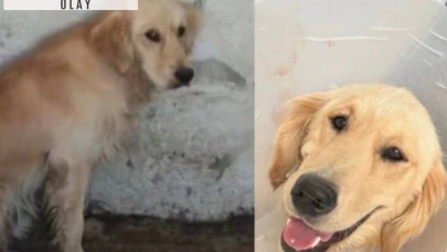 Denize girdiği için barınağa kapatılan köpek hastalıktan öldü