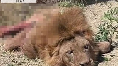 Antalya'da uyutmak yerine öldürülen aslan için suç duyurusu