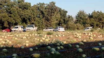 Tarladaki 120 ton karpuzu hayrına dağıttı; teş şart satmamaları