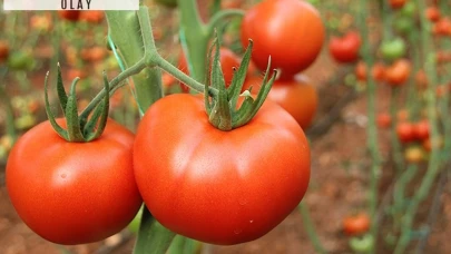 Domatesler zehir üretmeye başladı