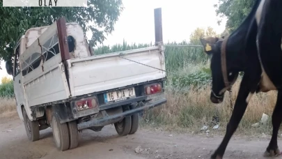 İneği kamyonetin arkasına bağlayıp sürükledi; o anlar kamera