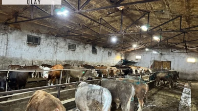 Giresun’da ahırda çıkan yangında 9 büyükbaş öldü
