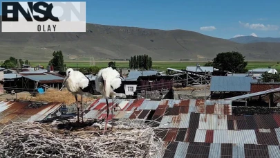 Leylekler Erzurum'daki o mahalleyi mesken tuttu