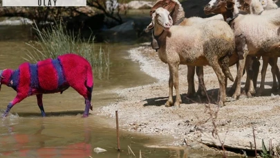 Denizli'de geleneksel yarışmaya şap engeli! İptal edildi