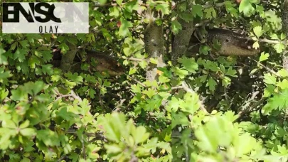 1.5 metrelik boyuyla dikkat çekiyor: Görenler şaşkınlığını gizleyemedi