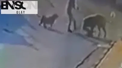 Yürüyüş kabusa döndü: Sarıyer’de kadın ve köpeği sokakta saldırıya uğradı