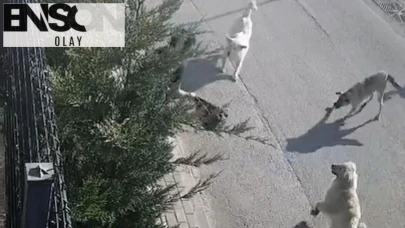 Bursa'da başıboş köpek dehşeti: İşe giderken saldırdılar