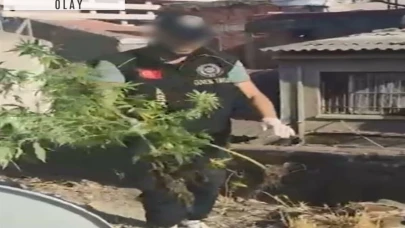 İş yeri çatısında kenevir yetiştiren 3 şüpheliye gözaltı