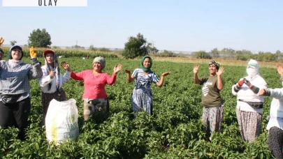En acı hasat başladı: Tarlaya giren önce oynuyor sonra ağlıyor