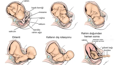 Normal Doğum Süreci: Adım Adım Resimli Rehber