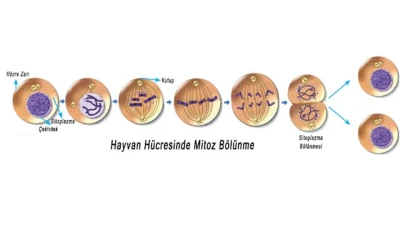 Mitoz Sürecinin Canlılar İçindeki Temel Rolü: 7. Sınıf Öğrencilerine Rehberlik!