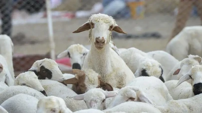 Cumhurbaşkanı Erdoğan, Tarımsal Üreticilere Yönelik Yeni Destek Paketini Açıkladı!