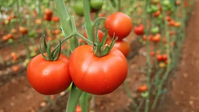 Türkiye'nin Domatesi Dünya Birincisi Mi Oldu? Ayaş Domatesi Kime Taht Kuralım Diyor?