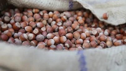 Fındık fiyatları istikrarlı seyirde, arz ve talep dengesi korunuyor