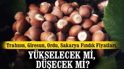 Karadeniz'de Fındık Piyasası Nabzı Hangi Yöne Doğru Atacak? Fi yatlar Artacak mı, Azalacak mı?