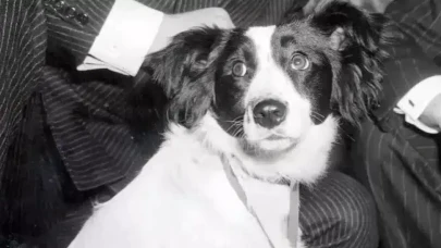 Unutulmaz Köpek Pickles'ın Ölümü ve Mezarı 55 Yıl Sonra Nihayet Bulundu!