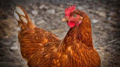 Rüyada Canlı Tavuk Görmek Ne Anlama Geliryor?