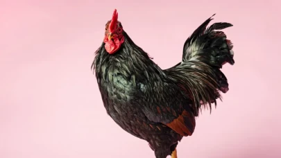 Rüyada Horoz Görmek Şaşırtıcı Bir Anlam İçeriyor! Şimdi Öğrenin!
