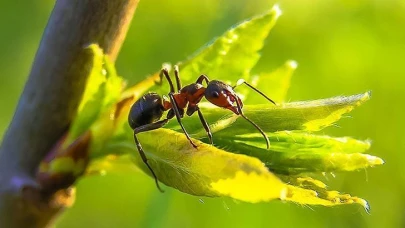 Rüyada Karınca Görmek Ne Anlama Gelir? Rüya Tabircileri Açıkladı!