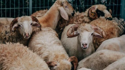 Rüyada Koyun Görmek Manası Nedir?