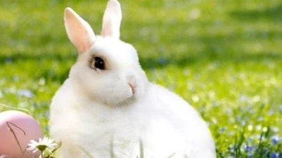 Rüyada tavşan görmek neyi işaret ediyor?
