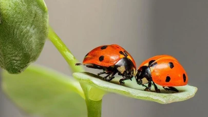 Rüyada Uğur Böceği Görmek İyi Haberciler Getiriyor!