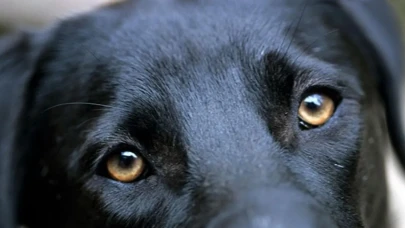 Rüyada Yavru Köpek Görmek Ne Demek? Rüyada Yavru Köpek Isırmasının, Kovalamasının ve Sevmenin Anlamı