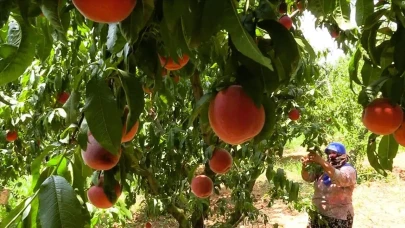 Şeftali Tüketiminin İshal Üzerindeki Etkileri Araştırıldı: İşte Uzmanların Önerileri