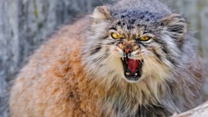 Sosyal medyanın fenomen kedisi Pallas, hayatını kaybetti mi, neden bu kadar popüler hale geldi, ölüm nedeni nedir ve kaç yaşındaydı?