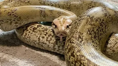 Dünyanın En Büyük Yılanı Hangisi ve Nerede Yaşamaktadır?