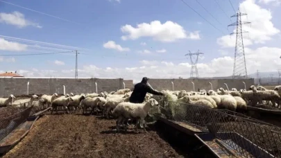 Çobanlık Mesleğinde İyi Haber: Maaşlar Asgari Ücreti Geride Bıraktı!