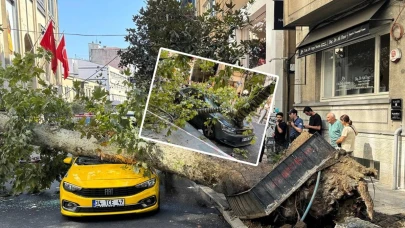 Faciadan dönüldü: Dev ağaç araçların üzerine düştü
