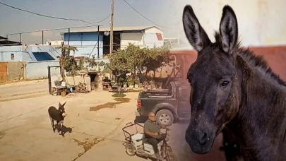 Muhtarın eşekle imtihanı: Yakalamaya çalışırken ısırıldı