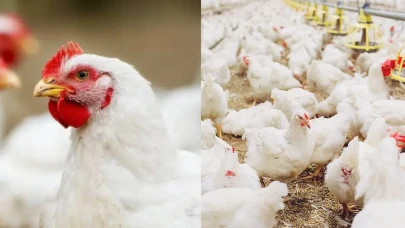 Tavuk yumurtası üretiminde rekor artış : Temmuz ayında 1,90 milyar adet yumurta üretildi