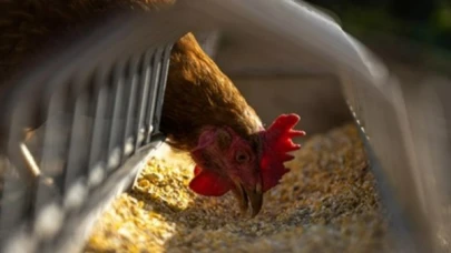 TÜİK- Tavuk eti üretimi 253 bin 993 ton, tavuk yumurtası üretimi 1,86 milyar adet oldu