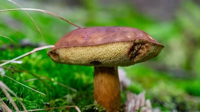 Kestane mantarı pişirme teknikleri ve lezzet sırları açıklandı!