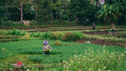 Mevsimlik tarım işçilerine günlük ücretlerinde yüzde 37,8'lik artış yaşandı ve sektörde hareketlilik arttı