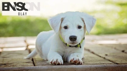 Rüyada köpek görmek ne anlama gelir? Rüyada köpek ısırması ve saldırması ne demek