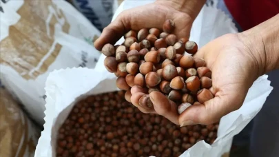 Fındık satışlarındaki son veriler açıklandı: Giresun ve Sakarya rekabet halinde!