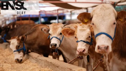 2026 yılında kurbanlık fiyatları yükselecek mi? Küçükbaş ve büyükbaş hayvanların fiyatları ne kadar olacak, talep nasıl etkilenecek?