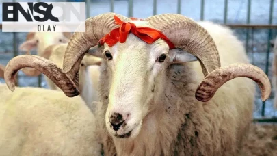 2026 yılında kurban vekalet ücretleri belirlendi! Diyanet ve İhlas Vakfı, fiyatları açıkladı: İşte detaylar!