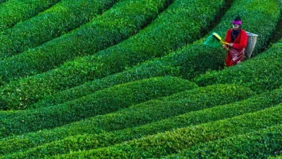 2026 Yılında Kuru Çay Fiyatlarındaki Son Durum ve 1 Kg Çayın Marketlerdeki Fiyatı Belli Oldu!