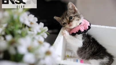 Buca'da bulunan yavru kedi, ağır yaralı halde bulundu ancak yapılan tedaviyle sağlığına kavuştu